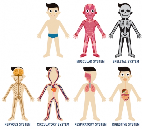 Image of different body systems